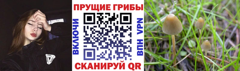 где найти   Великий Устюг  Галлюциногенные грибы Psilocybine cubensis 